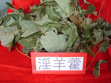 淫羊藿.jpg